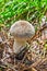 Edible mushroom Golovach oblong lat. Calvatia excipuliformis