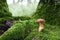 Edible mushroom in the green moss