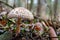 Edible mushroom growing in a deciduous forest. Macrolepiota procera growing in Central Europe