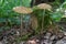 Edible mushroom Hymenopellis radicata in the birch forest. Known as deep root mushroom or rooting shank.