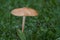 Edible mushroom Hymenopellis radicata or Xerula radicata on a mountain meadow.