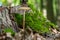 Edible mushroom Hymenopellis radicata or Xerula radicata on a mountain meadow. Known as deep root mushroom or rooting shank. Wild