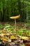 Edible mushroom Hymenopellis radicata or Xerula radicata on a mountain meadow. Known as deep root mushroom or rooting shank. Wild