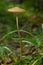 Edible mushroom Hymenopellis radicata or Xerula radicata on a mountain meadow. Known as deep root mushroom or rooting shank. Wild