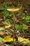 Edible mushroom Hymenopellis radicata or Xerula radicata on a mountain meadow. Known as deep root mushroom or rooting shank. Wild