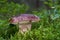 Edible mushroom Imleria badia in the spruce forest.