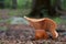 Edible mushroom Lactarius deterrimus in the spruce forest.