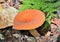 Edible mushroom Lactarius porninsis