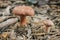 Edible mushroom (Lactarius rufus) on pine needles