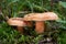 Edible mushroom Lactarius salmonicolor in the fir forest.