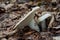 Edible mushroom Lactifluus piperatus in the beech forest. Known as Peppery Milkcap.