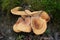 Edible mushroom Lactifluus volemus in the birch forest. Known as Fishy Milkcap or Voluminous-latex Milky.