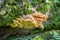 Edible mushroom Laetiporus sulphureus on tree trunk