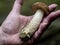 Edible mushroom with the Latin name Leccinum scabrum on the hand of a person