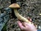 Edible mushroom with the Latin name Leccinum scabrum on the hand of a person