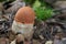 Edible mushroom Leccinum albostipitatum in the aspen forest.