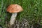 Edible mushroom Leccinum albostipitatum growing under aspen in the meadow.