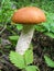 Edible mushroom (Leccinum Aurantiacum) with orange caps boletus