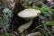 The edible mushroom Leccinum holopus on a curved leg grows in a swamp