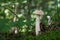 Edible mushroom Leccinum holopus in the wet birch forest. Known as Ghost Bolete.