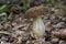 Edible mushroom Leccinum pseudoscabrum in in a deciduous forest. Known as Hazel Bolete.