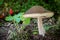Edible mushroom Leccinum pseudoscabrum and wild strawberry