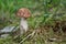 Edible mushroom Leccinum scabrum in the birch forest. Known as rough-stemmed bolete, scaber stalk, and birch bolete.