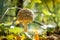 Edible mushroom Macrolepiota procera - Umbrella variegated, mushroom family. Close-up in the forest. Autumn background. Scaly