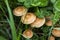 Edible mushroom Marasmius oreades in the meadow. Scotch bonnet. Fairy ring mushroom.