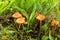 Edible mushroom Marasmius oreades in the meadow.  Scotch bonnet. Fairy ring mushroom. Collecting mushrooms
