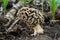 Edible mushroom Morchella vulgaris on the ground.