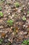 An edible mushroom of the Morel genus .Morels grow in spring in forests, parks, gardens, and steppes.Spring forest