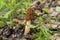 An edible mushroom of the Morel genus .Morels grow in spring in forests, parks, gardens, and steppes.Spring forest