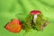 Edible mushroom with moss and autumn red-yellow leaf on a green background.