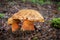 Edible mushroom Neoboletus luridiformis in spruce rainy forest