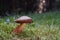 Edible mushroom Neoboletus luridiformis in the wet spruce forest. Known as Scarletina Bolete.
