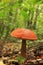 Edible mushroom Orange-cap boletus.