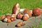 Edible mushroom with an orange cap, collected in the forest. Leccinum aurantiacum collecting mushrooms in the forest. Edible