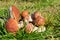 Edible mushroom with an orange cap, collected in the forest. Leccinum aurantiacum collecting mushrooms in the forest. Edible