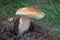 Edible mushroom penny bun in grass - boletus edulis