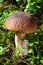 Edible mushroom Penny Bun King bolete