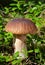 Edible mushroom Penny Bun King bolete