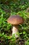edible mushroom Penny Bun King bolete