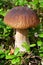 Edible mushroom Penny Bun King bolete