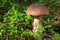 Edible mushroom Penny Bun King bolete