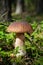 Edible mushroom Penny Bun King bolete