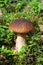 edible mushroom Penny Bun King bolete