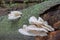 Edible mushroom Pleurotus pulmonarius commonly known as Indian O
