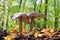 Edible mushroom Pluteus cervinus is commonly known as deer mushroom or deer shield grows on stump in the autumn forest