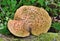 Edible mushroom Polyporus squamosus